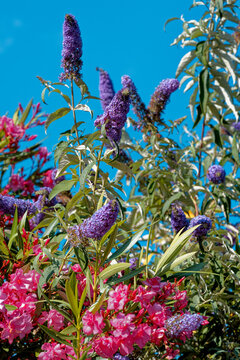 Floraison du buddleia