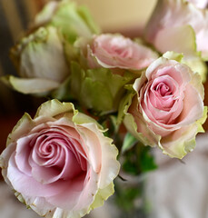 COLORFUL ROSES IN A VASE ON THE TABLE © Piotr