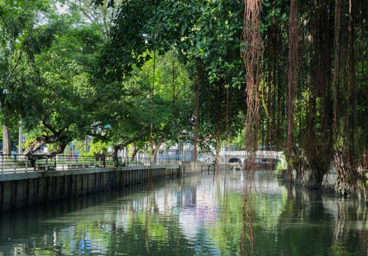 The large drainage canal is lined on both sides with big trees.