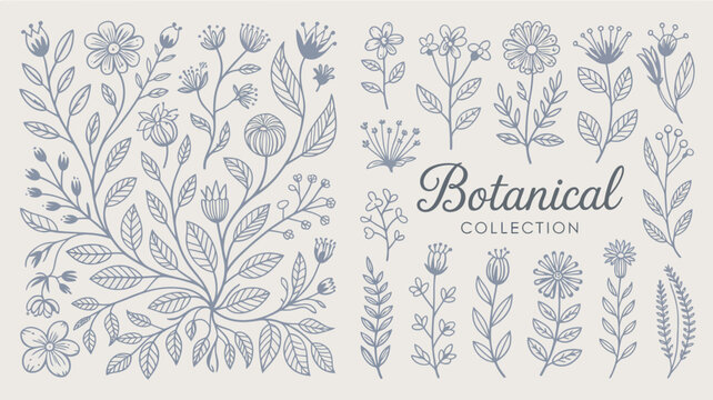 Botanical collection featuring delicate line art illustrations of various leaves flowers and stems on a light background floral illustration vector