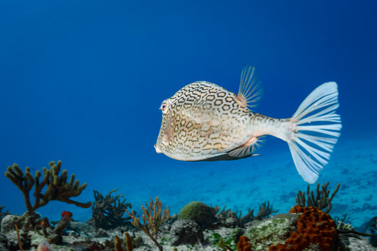 Closeup of scale pattern  honeycomb cow fish or trunk fish, Acanthostracion polygonius