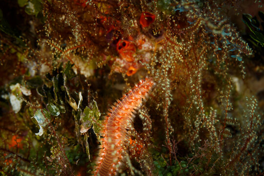 bearded Fire Worm,Hermodice carunculata , hides in tentacles of coral