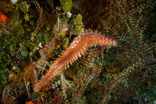 bearded Fire Worm,Hermodice carunculata , hides in tentacles of coral