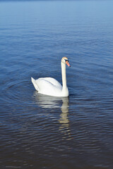 Fototapeta premium White Swan on the Lake. Mute Swan (Cygnus olor) gliding across the Lake at sunset. European bird wildlife. A beautiful swan swimming in a pond.A mute swan wading in a deep lake
