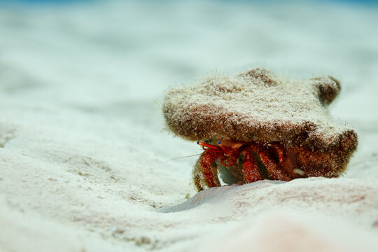 Small white spotted hermit crab, Dardanus, megistos, camouflaged in sand