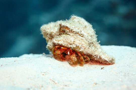 Closeup of a Hermit crab peeking out of his conch shell home camouflaged with sand