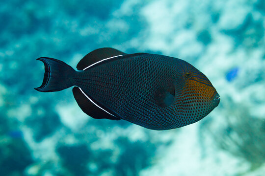 Close up of side of Black triggerfish, black durgon,  Melichthys niger