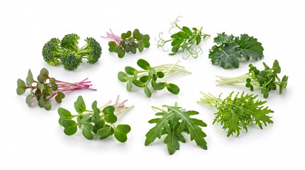 Obraz premium Vibrant Microgreens Assortment on White Fresh Healthy Sprouts Collection.