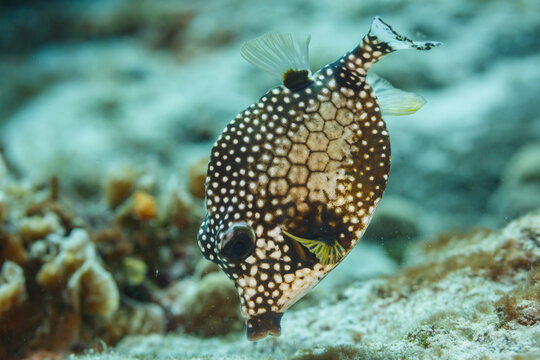 Closeup of side of smooth Trunkfish, Lactophrys triqueter, with white spots and honeycomb design on coral reef
