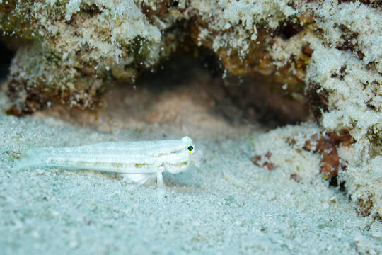 Closeup of small white goby fishTransparent Cave,   Fusigobius pallidus,,  camouflaged in white sand