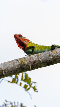 multicolor lizard on tree branch, isolated white sky background 