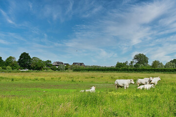 Fototapeta premium White beef cattle grazing in a lush green pasture field under a blue summer sky in Rumpt during June