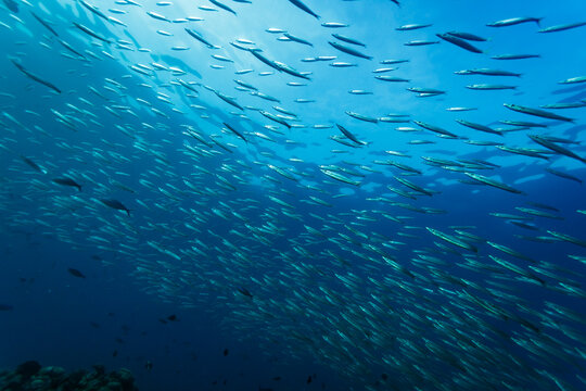 Large school of silver bait fish swimming in the blue water