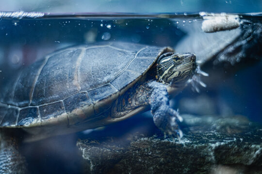 Pet Turtle Swimming in a Tank