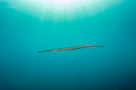 Pipefish swimming in the blue water with sunlight shining down from above