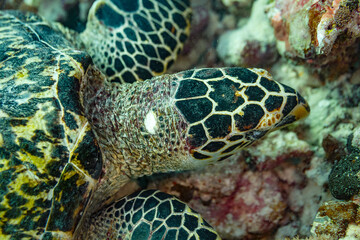 Fototapeta premium Close up of hawksbill turtle's head feeding on coral reef