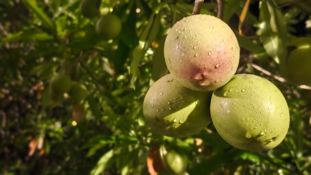 easter eggs in the garden