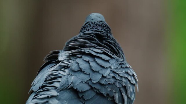 Close up of a feral pigeon with layered grey feathers and iridescent purple green neck plumage