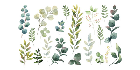 Set of hand drawn watercolor eucalyptus leaves and botanical branches in green and grey colors © md