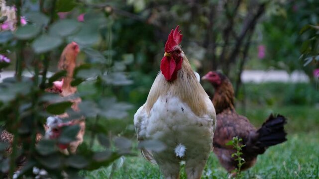 White rooster standing in a green garden with hens in the background. Natural free-range farm scene, ideal for poultry, rural life, backyard farming, animal behavior, and nature themes.