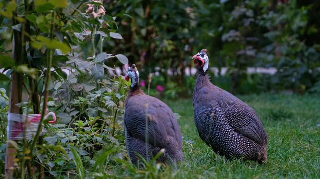 Pair of helmeted guineafowl standing in green garden grass beside leafy plants. Natural free-range farm scene, ideal for poultry, rural life, backyard farming, animal behavior, and nature themes.