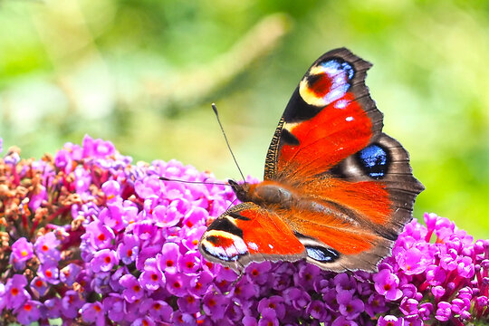 Tagpfauenauge, Schmetterling