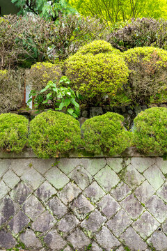 Stone wall with beautiful ornamental topiary, hedges and shrubs. Uji, Japan