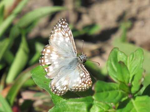 A borboleta.