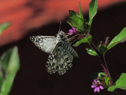 A borboleta.