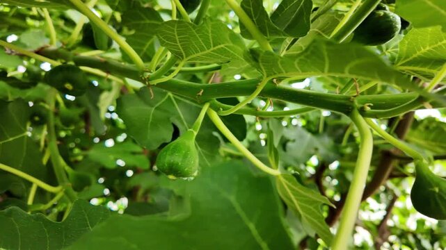 Fig Trees with Young Green Figs Growing in Home Greenhouse