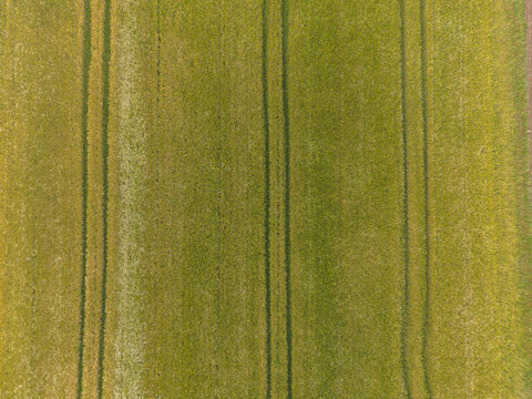 Rotselaar, Belgium. Top-down aerial drone view of agricultural crop field with tractor lines and textured farmland pattern