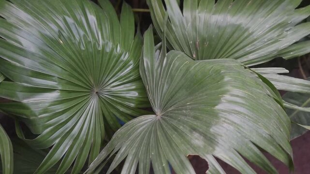 Licuala grandis Ruffled Fan Palm Tropical Leaf Texture Close Up Ornamental Garden Plant