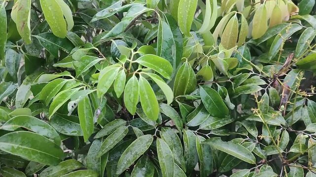 Litchi chinensis Lychee Leaves Green Foliage On Tropical Orchard Tree Branch Close Up