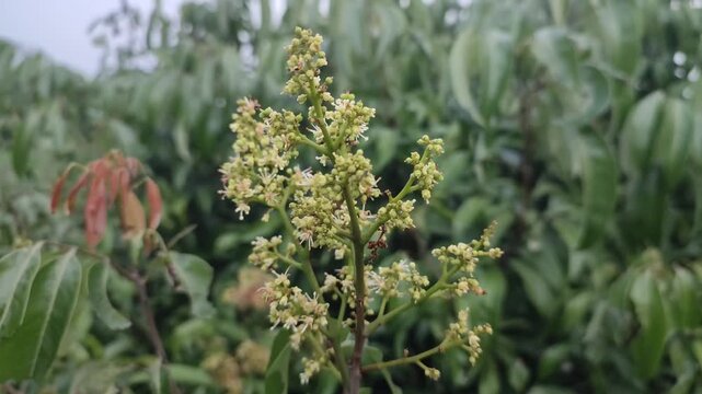Mangifera indica Mango Buds Emerging On Tropical Fruit Tree.
