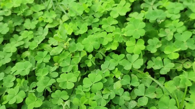 Oxalis corniculata Creeping Oxalis Groundcover Plant With Green Leaves Close Up Texture