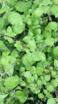 Pogostemon cablin Patchouli Herb Plant Aromatic Green Leaves Close Up Tropical Garden