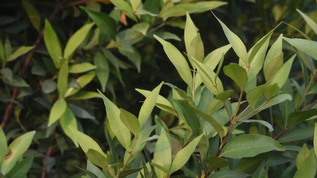 Syzygium myrtifolium Red Lip Plant Ornamental Shrub With Colorful Foliage Close Up