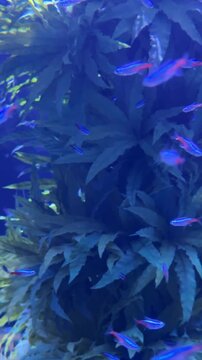 Neon tetra Paracheirodon innesi swimming around Microsorum pteropus aquatic plants in freshwater aquarium. Species native to clear blackwater streams of the Amazon Basin in South America.