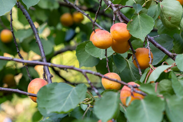 Obraz premium Ripe apricots hanging from tree branches in orchard