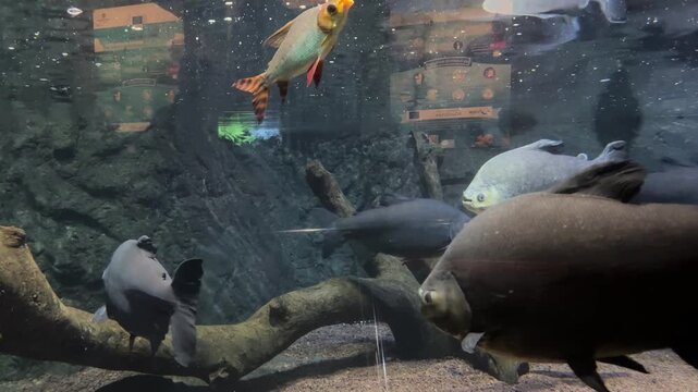 Black pacu Colossoma macropomum swimming with tambaqui in freshwater aquarium habitat. Fish species native to Amazon River basins and tropical freshwater ecosystems of South America.