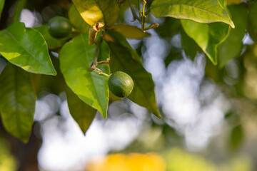 Fototapeta premium Growing fresh green citrus fruit on tree branch