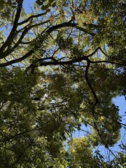 Fototapeta premium A view of green tree branches against a clear blue sky. Sunlight filters through the leaves, creating a vibrant natural scene.