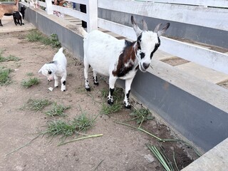 Obraz premium Premium American Goat and Kid in Modern Farm Ranch