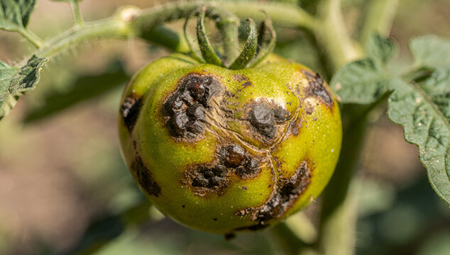 Close Up of Green Tomato Fruit on Branch Damaged by Phytophthora Late Blight Disease