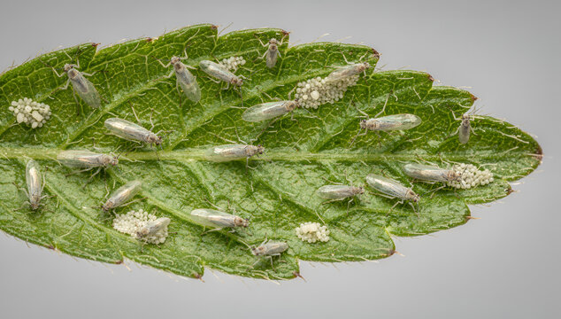 Macro Photography of Green Tomato Leaf Heavily Infested with Whitefly Pests and Eggs