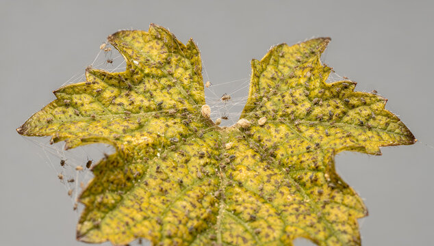 Macro Photography of Yellowing Tomato Leaf Infested with Spider Mites and Fine Silk Web