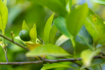 Obraz premium Citrus fruit growing on tree branch