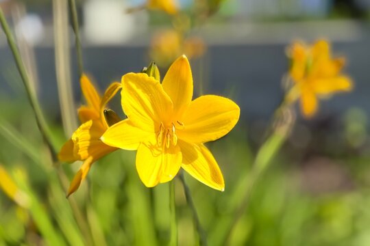 A macro close-up shot of a vibrant yellow daylily blossom in a park in Liepāja on August 19, highlighting its delicate petals and stamens against a soft-focused green background.