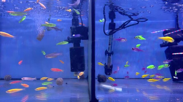 neon-colored Zebra Danio fish in aquarium