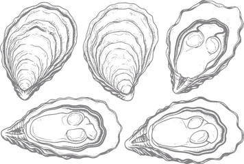 Hand-drawn of five oysters, some open, some closed © HasnaHena55